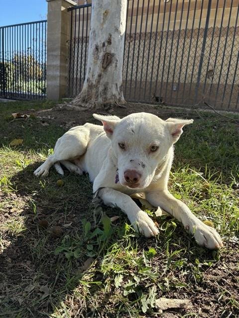 COOLIO - Australian Cattle Dog/Blue Heeler available for adoption