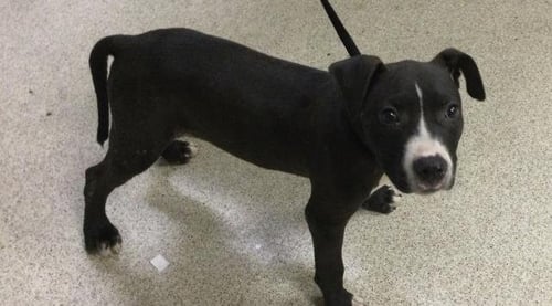 SPECK - Pit Bull Terrier available for adoption
