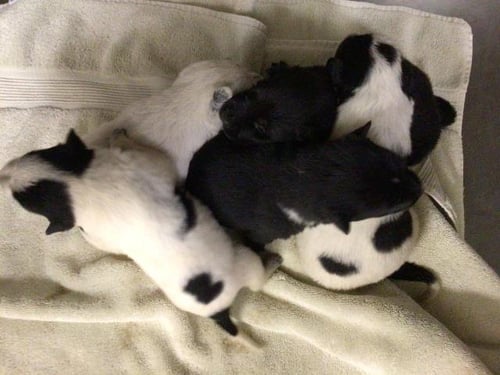 BEE - Australian Cattle Dog/Blue Heeler available for adoption