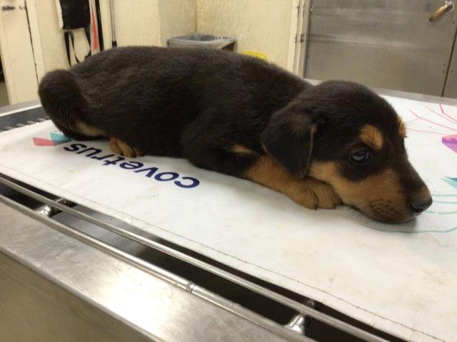 SUKI - German Shepherd Dog available for adoption