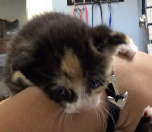 SNICKERS - Domestic Short Hair available for adoption
