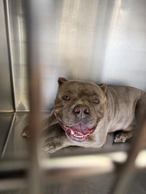 BALOO - Pit Bull Terrier / American Bulldog available for adoption