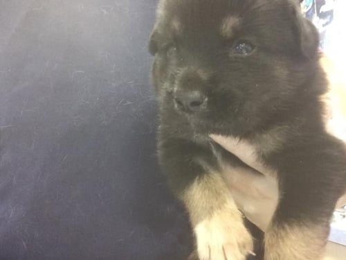 PADRE - German Shepherd Dog available for adoption