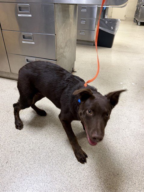 ROCKY - Labrador Retriever available for adoption