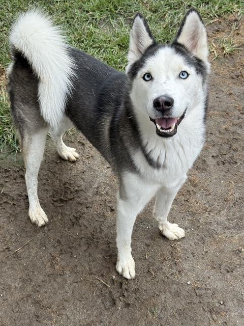 TANNER - Siberian Husky available for adoption