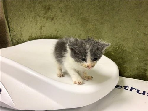 MIGHTY - Domestic Short Hair available for adoption