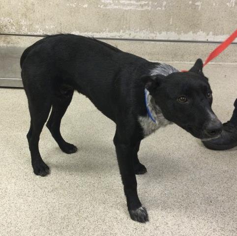TAZ - Queensland Heeler available for adoption