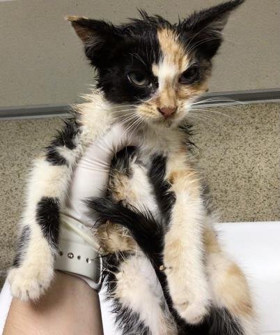 XENA - Domestic Short Hair available for adoption