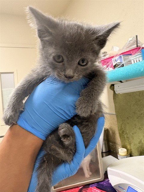 GRIFFEN - Domestic Short Hair available for adoption