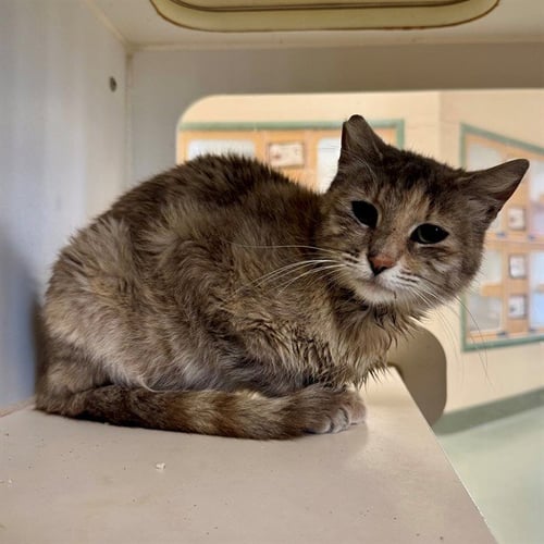 MAYBALINE - Domestic Short Hair available for adoption