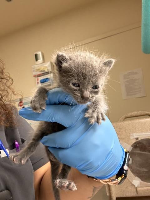 BURRATA - Domestic Short Hair available for adoption