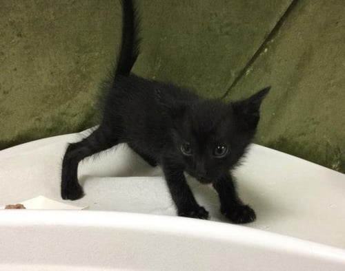 PANTHER - Domestic Short Hair available for adoption