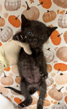 COCO - Domestic Short Hair available for adoption