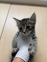 LOUIE - Photo 1