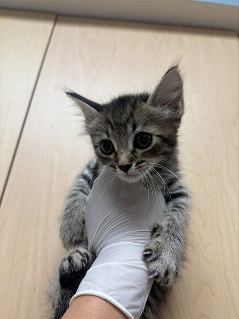 LOUIE - Domestic Short Hair available for adoption