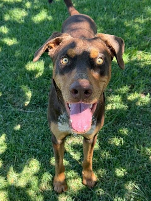 JACK - Doberman Pinscher available for adoption