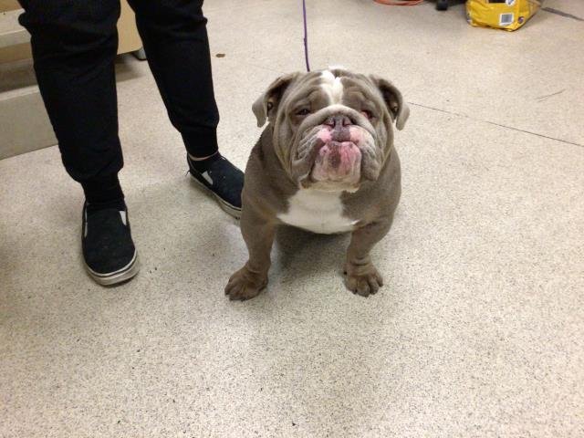 JELLYBEAN - English Bulldog available for adoption