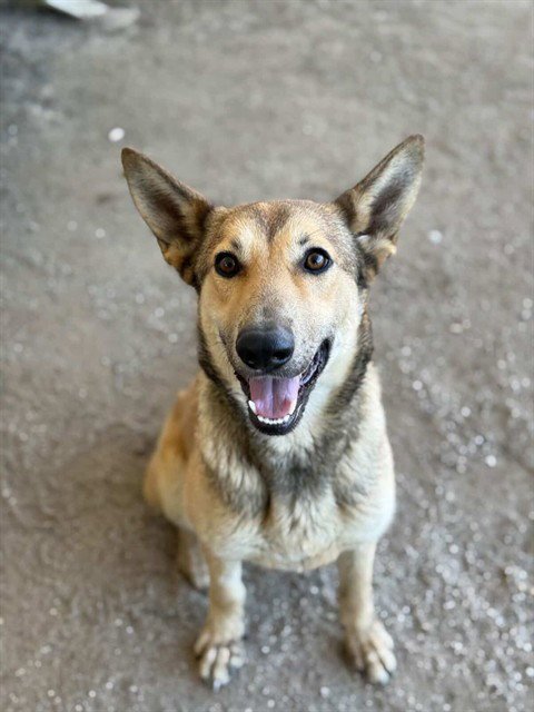CHAI - German Shepherd Dog available for adoption
