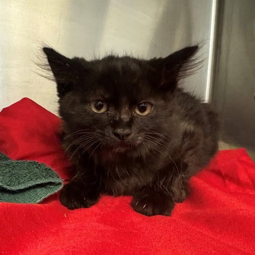 MOON - Domestic Short Hair available for adoption