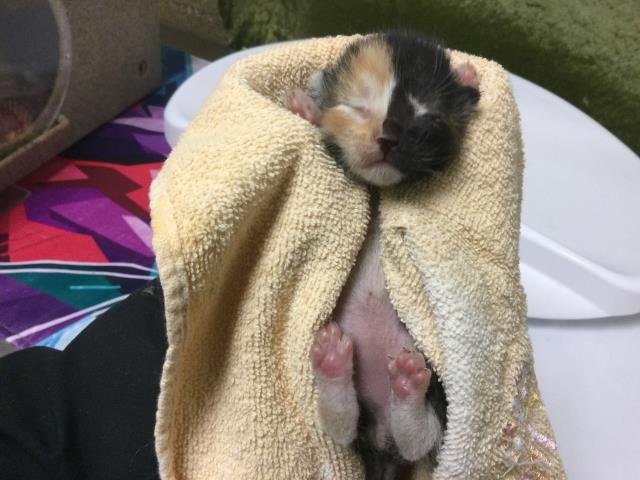 DEMI - Domestic Short Hair for adoption in Riverside