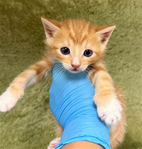 ROLLIE - Domestic Short Hair available for adoption
