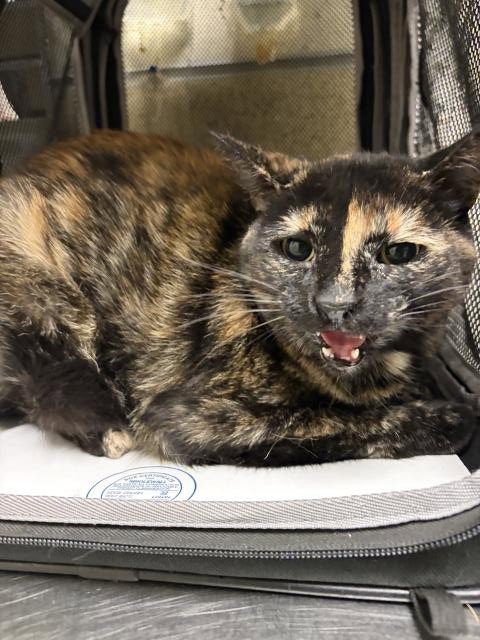 LOLLI - Domestic Short Hair available for adoption