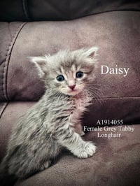 DAISY - Photo 1