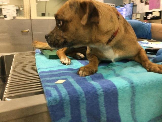 COCO - Chihuahua / Bulldog available for adoption