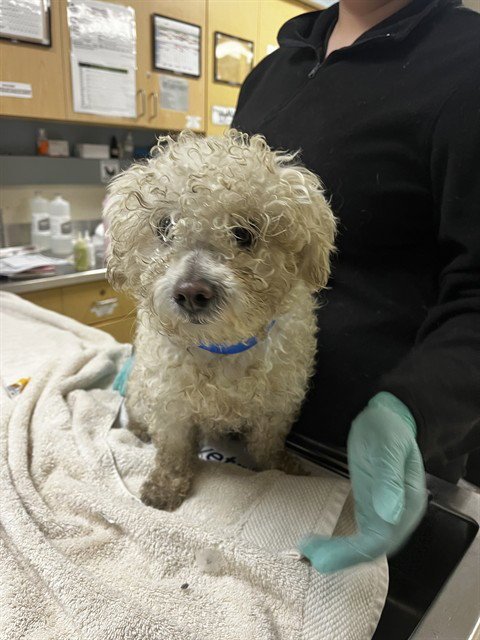 EGGWHITE - Poodle (Miniature) available for adoption