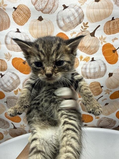JACK - Domestic Short Hair available for adoption