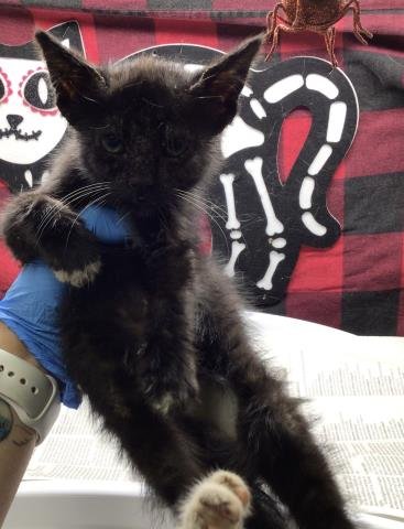 ANUBIS - Domestic Short Hair available for adoption