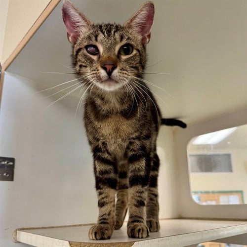 FROGGY - Domestic Short Hair available for adoption