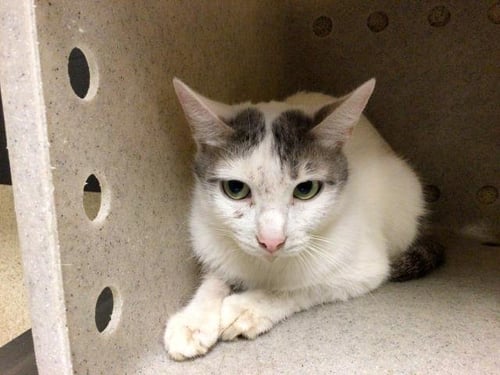 MAY - Domestic Short Hair available for adoption