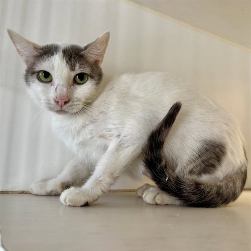 MAY - Domestic Short Hair available for adoption