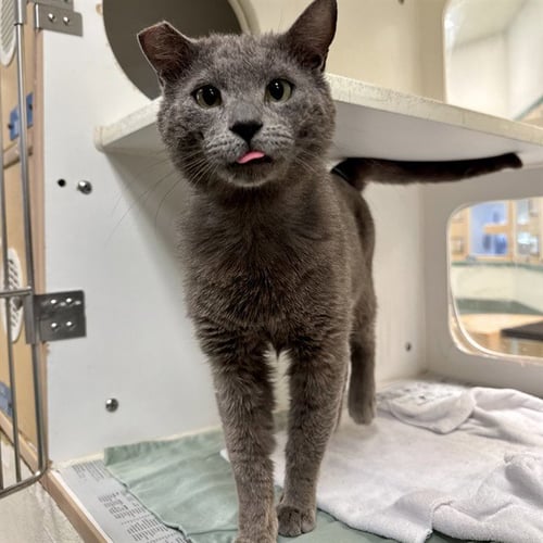 BUTTERS - Domestic Short Hair available for adoption