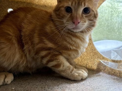 CECE CAT - Domestic Short Hair for adoption in Fontana