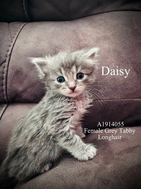 DAISY Image