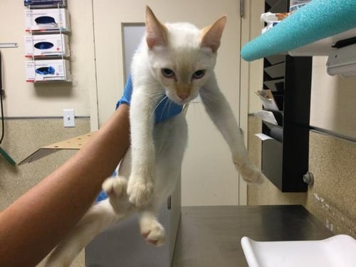 ASTRO - Domestic Short Hair available for adoption