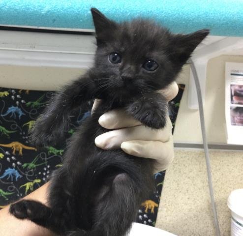 ZORO - Domestic Short Hair available for adoption