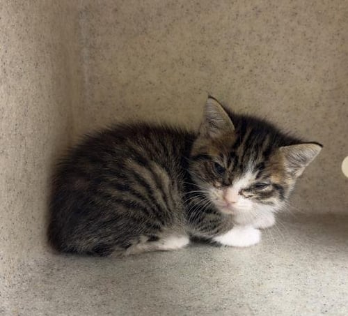 ASTRID - Domestic Short Hair available for adoption