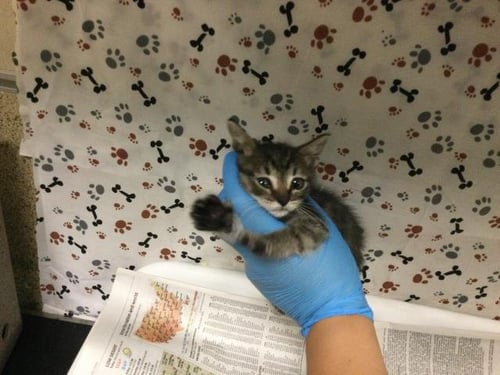 SOLAR - Domestic Short Hair available for adoption