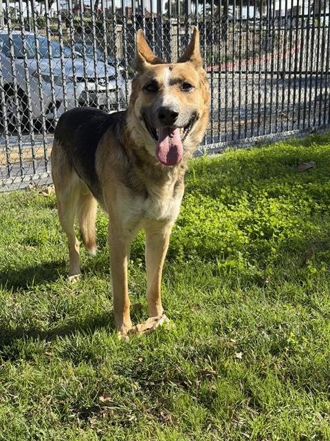 BUSTER - German Shepherd Dog available for adoption