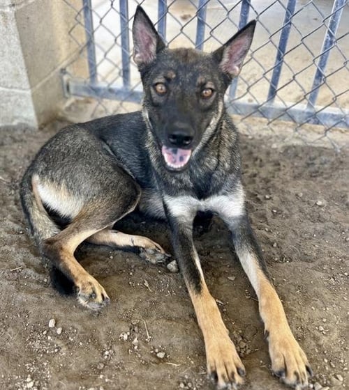 CARMELA - German Shepherd Dog available for adoption