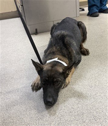 CARMELA - German Shepherd Dog available for adoption