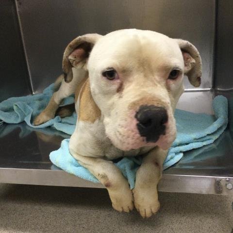 BABY BOY - Pit Bull Terrier available for adoption
