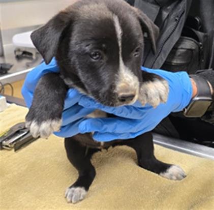 GHOUL - Australian Cattle Dog/Blue Heeler available for adoption