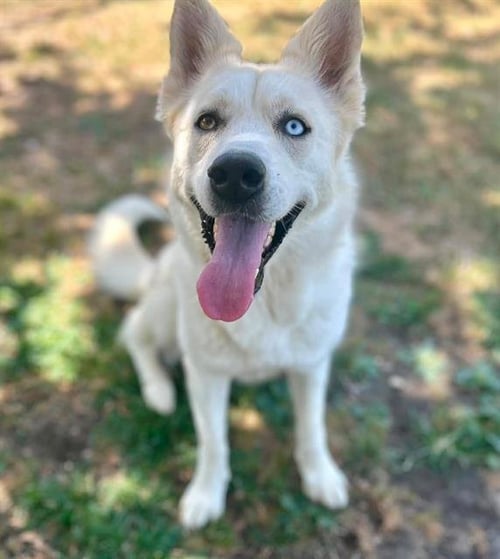 DAISY - Siberian Husky available for adoption