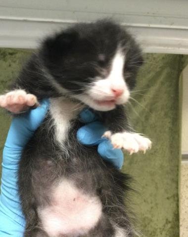 A1908160 - Domestic Short Hair available for adoption