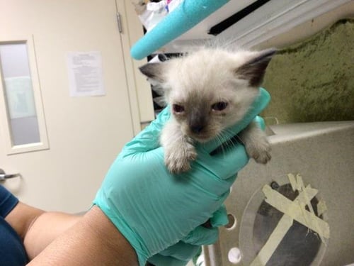 A1913197 - Domestic Short Hair / Siamese available for adoption