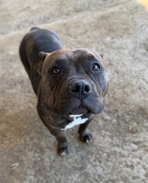 HONEY - Pit Bull Terrier available for adoption